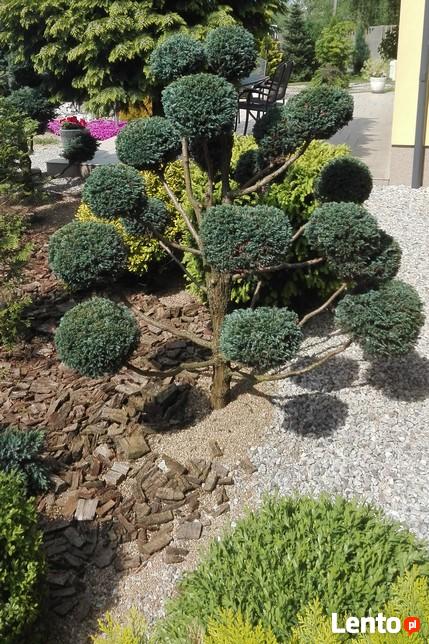 Trawniki, systemy nawadniania, cięcia ozdobne iglaków