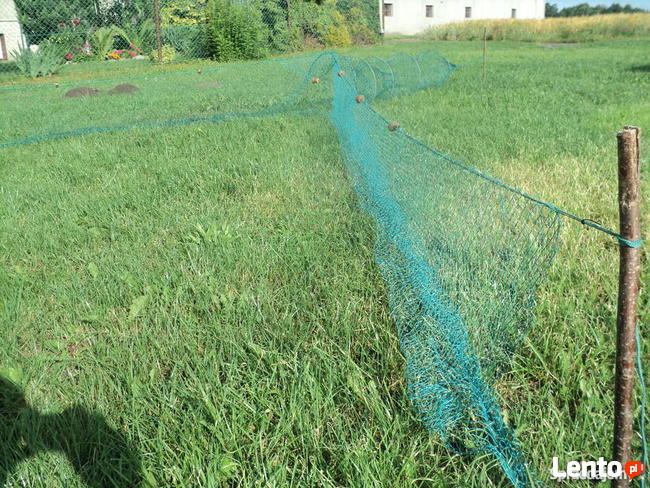 Żak na węgorza ryby mieroż wonton przestawa włok