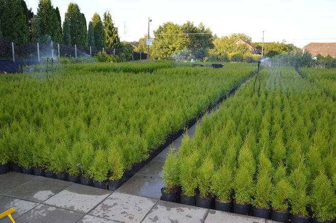 Tuja Tuje thuja szmaragd shmaragd 50-60 cm 2l 7 zł HURT