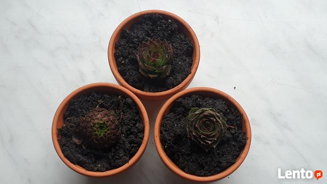 Podziękowania dla gości