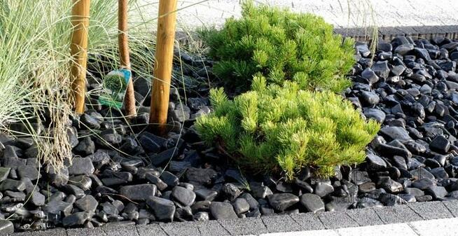 OTOCZAK CZARNY NERO EBANO POLSKI NATURALNY OD PRODUCENTA