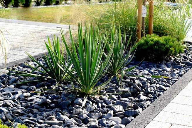 OTOCZAK CZARNY NERO EBANO POLSKI NATURALNY OD PRODUCENTA