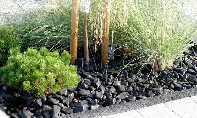 OTOCZAK CZARNY NERO EBANO POLSKI NATURALNY OD PRODUCENTA