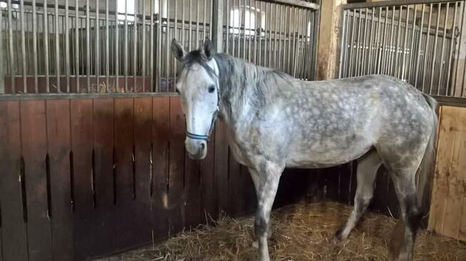 SPRZEDAM KLACZ-ZAPRASZAM DO KONTAKTU! 510-551-992