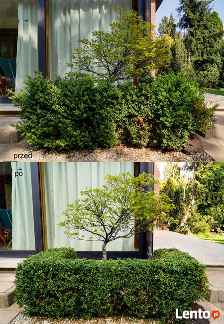 Formowanie i przycinanie drzew i krzewów, spirale, bonsai