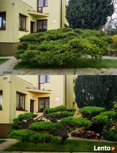 Formowanie i przycinanie drzew i krzewów, spirale, bonsai