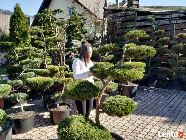 Niwaki - BONSAI ,Drzewka formowane -SZKÓLKA Ustroń w.śląskie