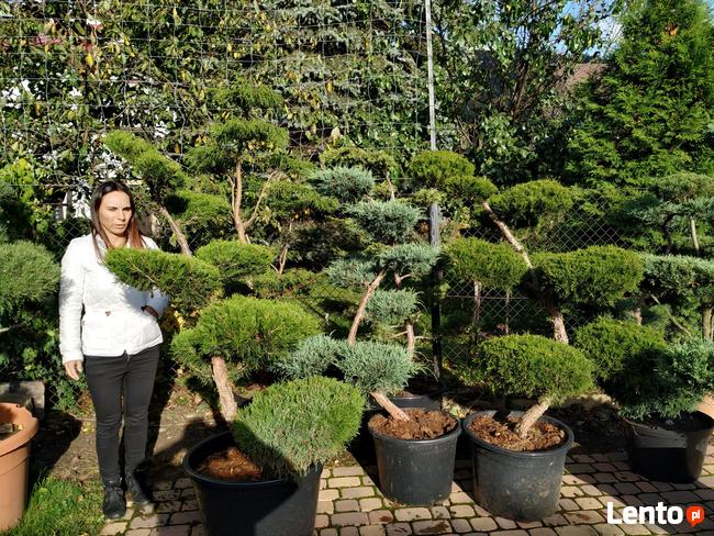 Niwaki - BONSAI ,Drzewka formowane -SZKÓLKA Ustroń w.śląskie