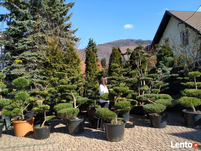 Niwaki - BONSAI ,Drzewka formowane -SZKÓLKA Ustroń w.śląskie