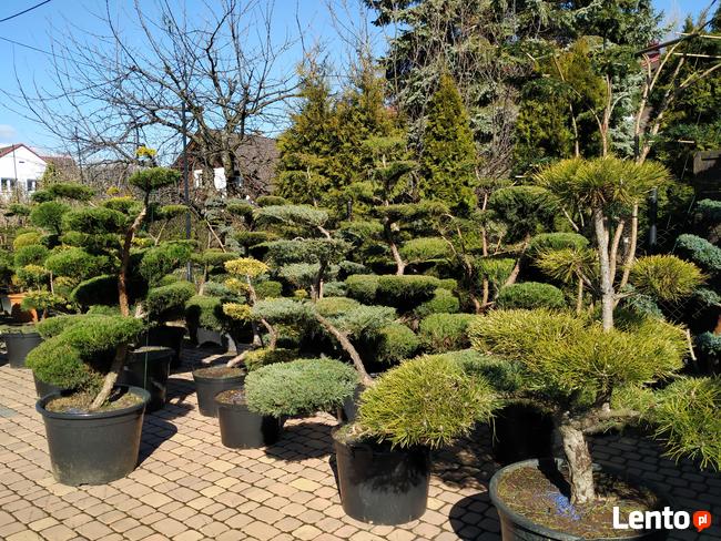 Niwaki - BONSAI ,Drzewka formowane -SZKÓLKA Ustroń w.śląskie