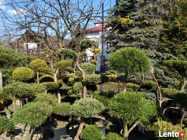 Niwaki - BONSAI ,Drzewka formowane -SZKÓLKA Ustroń w.śląskie