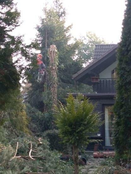 WYCINANIE DRZEW- tanie usługi