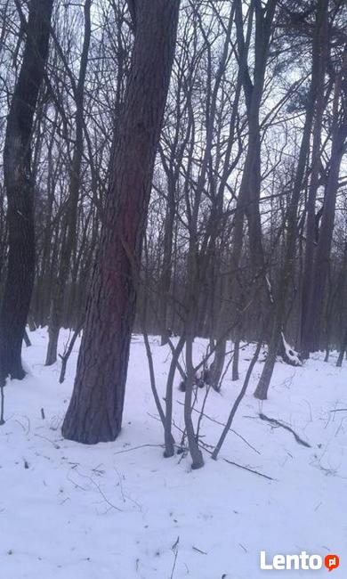 Las liściasty 56arów UCHANIE