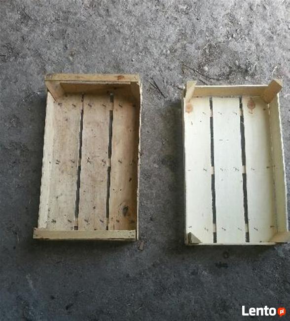 Wyprzedaż łubianek