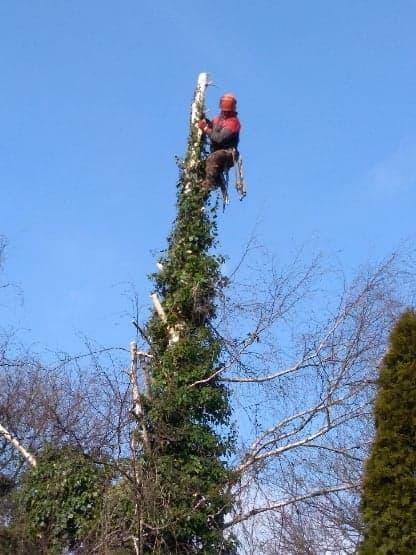 WYCINANIE DRZEW- tanie usługi