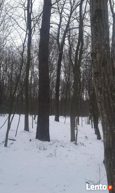 Las liściasty 56arów UCHANIE