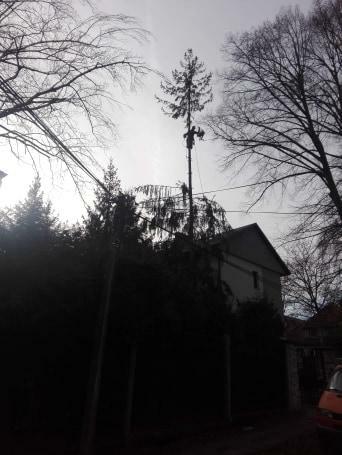 WYCINANIE DRZEW- tanie usługi