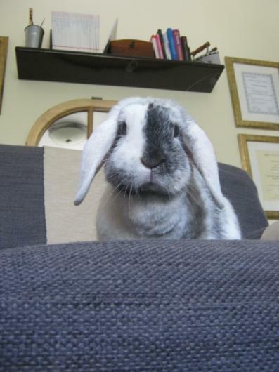 DIAGNOSTA/KA ADHD, SPEKTRUM, OSOBOWOŚCI