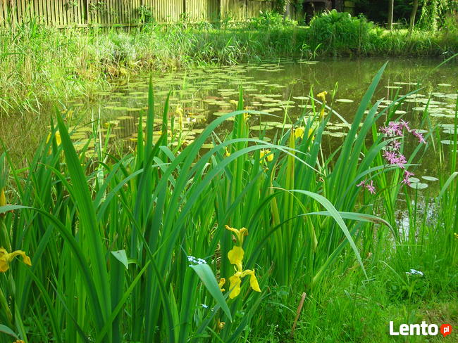 Ogrody - zakładanie, pielęgnacja. Wycinka drzew, zarośli itp