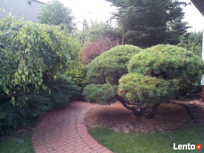 Ogrody - zakładanie, pielęgnacja. Wycinka drzew, zarośli itp