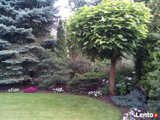 Ogrody - zakładanie, pielęgnacja. Wycinka drzew, zarośli itp