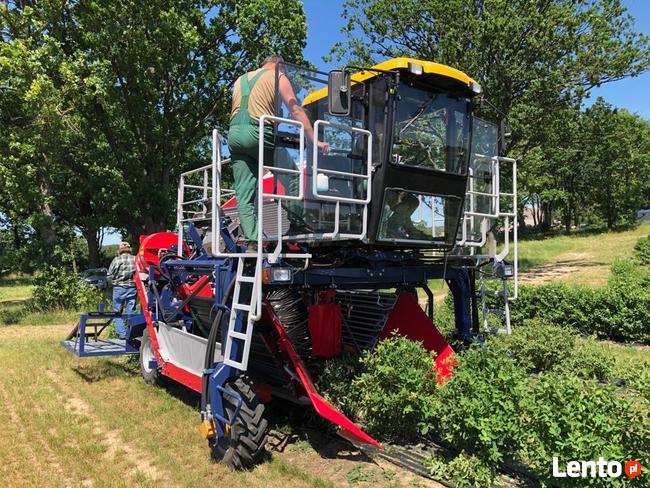 Kombajn samojezdny OSKAR 4WD zbiór owoców jagodowych