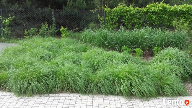 Ogrody - zakładanie, pielęgnacja. Wycinka drzew, zarośli itp