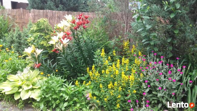 Ogrody - zakładanie, pielęgnacja. Wycinka drzew, zarośli.