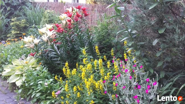 Ogrody - zakładanie, pielęgnacja. Wycinka drzew, zarośli itp