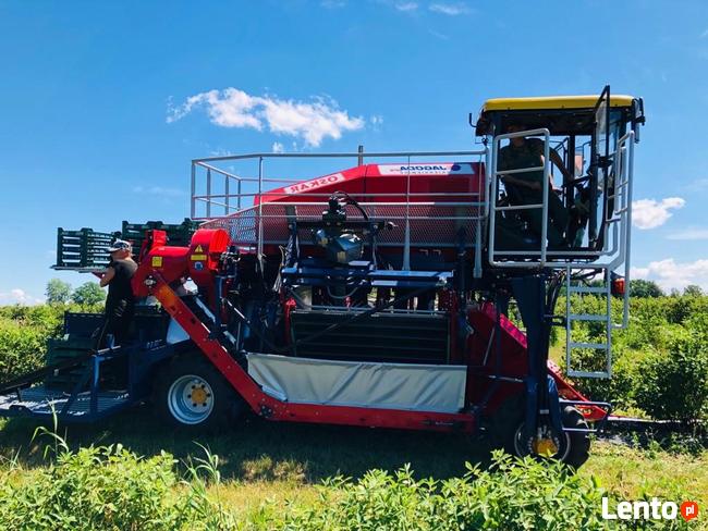 Kombajn samojezdny OSKAR 4WD zbiór owoców jagodowych