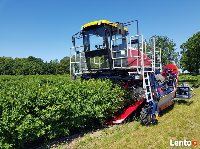 Kombajn samojezdny OSKAR 4WD zbiór owoców jagodowych