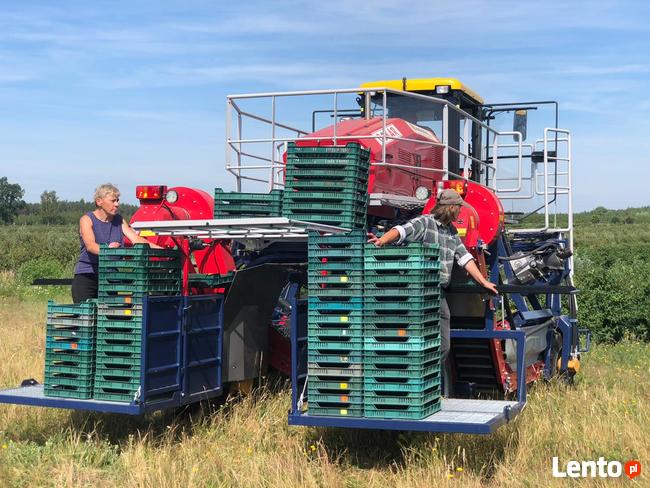 Kombajn samojezdny OSKAR 4WD zbiór owoców jagodowych