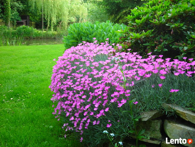 Ogrody - zakładanie, pielęgnacja. Wycinka drzew, zarośli.
