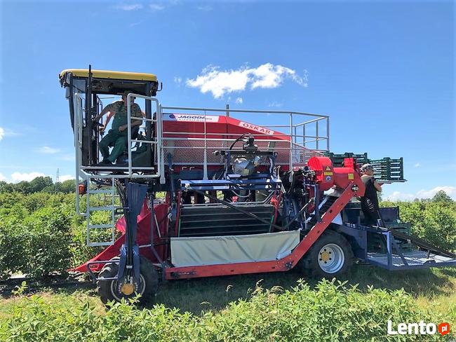 Kombajn samojezdny OSKAR 4WD zbiór owoców jagodowych