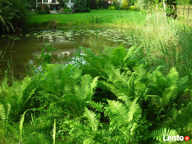 Ogrody - zakładanie, pielęgnacja. Wycinka drzew, zarośli.