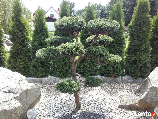 Niwaki Drzewa i krzewy formowane Bonsai -Szkólka