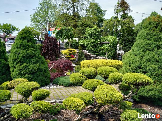 Niwaki Drzewa i krzewy formowane Bonsai -Szkólka