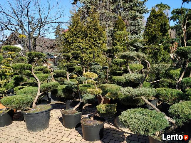 Niwaki Drzewa i krzewy formowane Bonsai -Szkólka