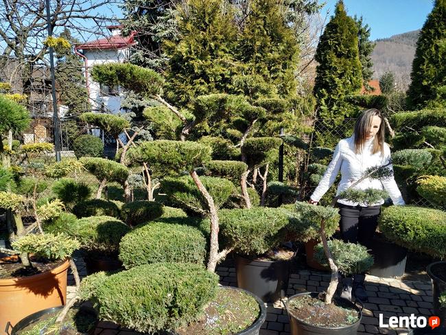 Niwaki Drzewa i krzewy formowane Bonsai -Szkólka
