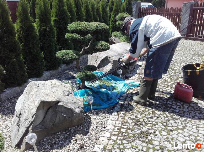 Niwaki Drzewa i krzewy formowane Bonsai -Szkólka