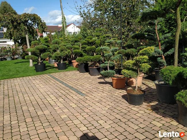 Niwaki Drzewa i krzewy formowane Bonsai -Szkólka
