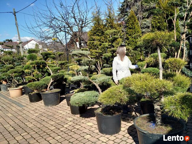 Niwaki Drzewa i krzewy formowane Bonsai -Szkólka