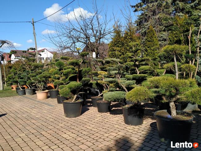 Niwaki Drzewa i krzewy formowane Bonsai -Szkólka