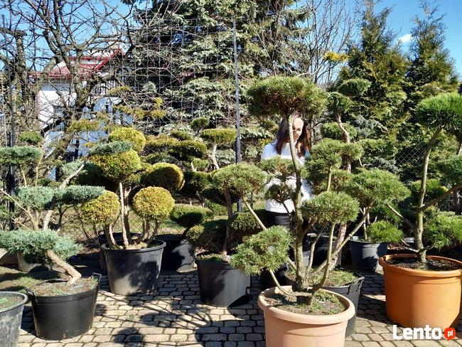 Niwaki Drzewa i krzewy formowane Bonsai -Szkólka