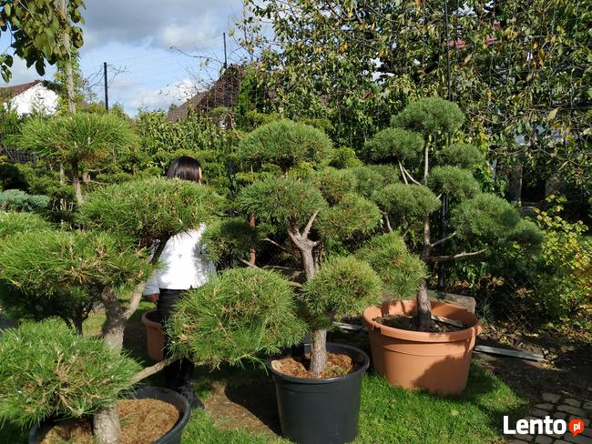 Niwaki Drzewa i krzewy formowane Bonsai -Szkólka