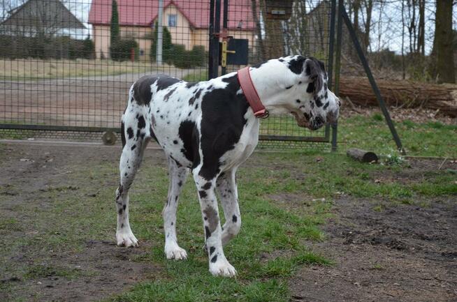Dog Niemiecki suczka arlekin