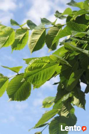 Szkółka drzew - Wiąz górski Camperdownii - Kraków - Sungarde