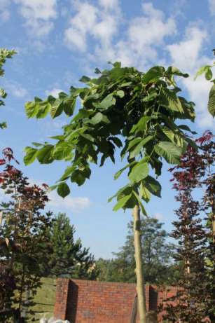 Szkółka drzew - Wiąz górski Camperdownii - Kraków - Sungarde