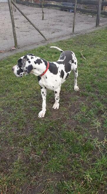 Dog Niemiecki suczka arlekin