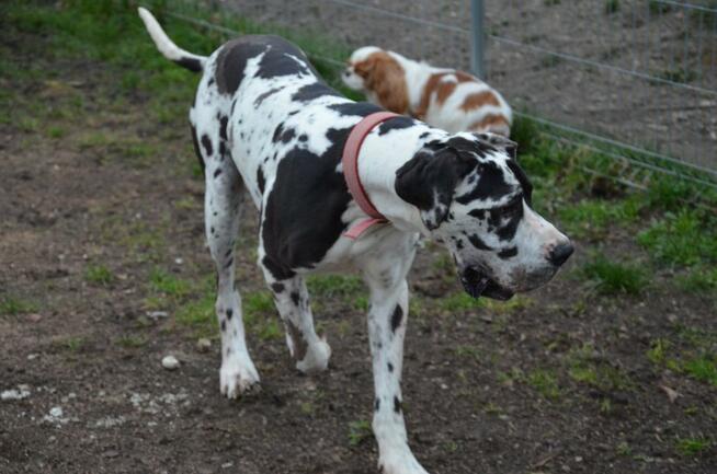 Dog Niemiecki suczka arlekin
